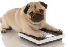 fat dog on scale.jpg
